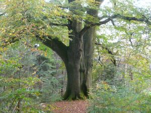 Oak tree - Serving the Community